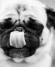 Tip Top Tiershop Bild 2