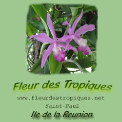 Fleur des Tropiques