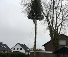 Galabau Löwen Bild 2
