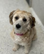 Petsburgh Pet Care image 18