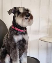 Hundesalon Farah Bild 12