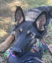 Hundeschule Thea Grothe Bild 12