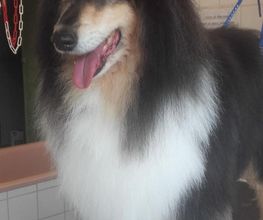 Animalook image 7