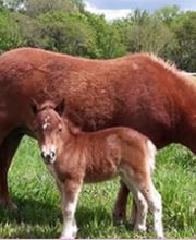 Millet Julia image 9