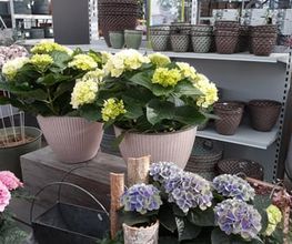 Bee wie Blumen Bild 13