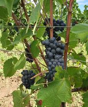 Weingut Weyer - Mörstadt Bild 2