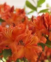 schädeli gartenbau ag Bild 4