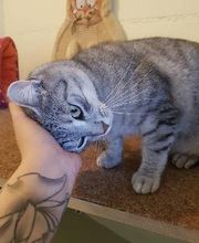 Tierpension Haas Bild 17