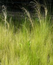 Staudengärtnerei David Müller Bild 67