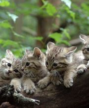 Wildpark Eekholt KG Bild 1