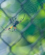 Fleetwood Pest Control image 17