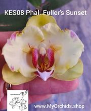 MyOrchids.shop Bild 4