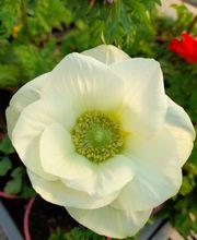 Marty Fleurs image 2