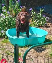 V'Educ-ton-chien image 13