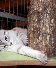 Le Grand Cèdre image 9