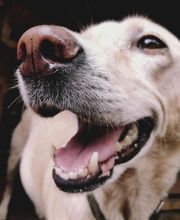 Cuidamos tu perro imagen 6