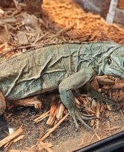 Tree of Life Exotic Pet Medical Center image 1