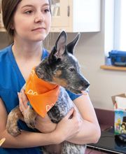 Belton Animal Clinic & Exotic Care Center image 18