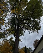 Baumdienst Herrmann Bild 1