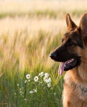 Reinado Canino imagen 17