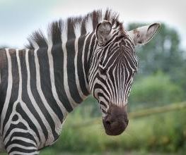 Tierpark Nadermann Bild 4