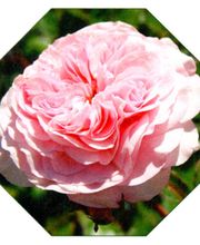 Gartenwelt Kröner Bild 6