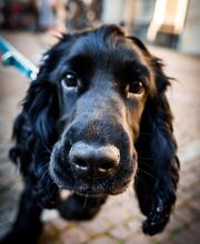 Hundecoach Melly- Mobil & Individuell Bild 2