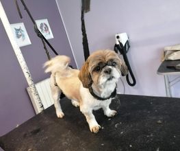 L'Espace Canin image 3