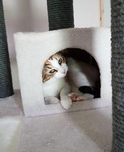 Pattenrond & Cie image 17