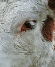 Restaurant Mühli Bild 8