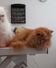 Toutou Tip Top image 12