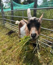 Hof Belvedere Bild 16