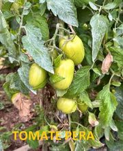 Huertos Santa ROSALÍA imagen 11