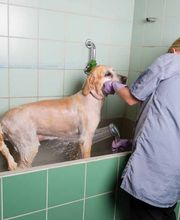 Tierferienheim Fahrhubel GmbH Bild 4