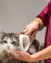 Krebs Vétérinaires SA Bild 4