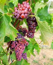 Le Vignoble de Montépilloy image 4