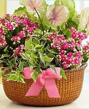 Floristería Lislore imagen 16