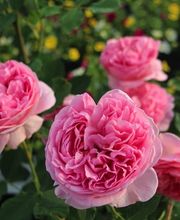 Gärtnerei Schlegel Hinterholz Bild 2