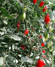 Azienda Ortofrutticola Taiana sagl Bild 4