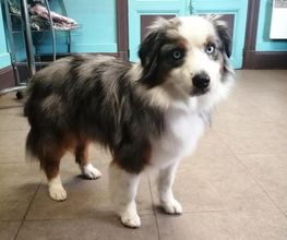 Doggy Chou image 16