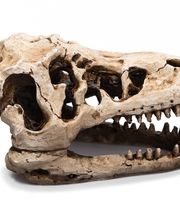 la ferme aux coleos image 8