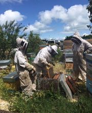 Abeille De Ré image 4