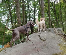Keep Cool Dog image 15
