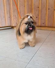 A Fleur De Chiens image 16