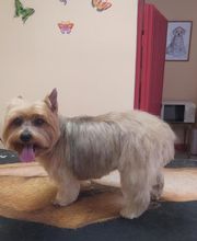 AU TOUTOU MARANS image 7