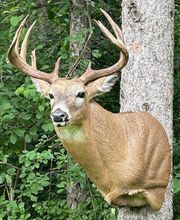 Arrowed 1 Taxidermy image 8