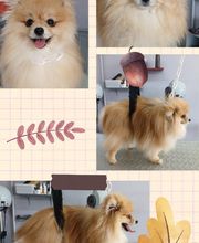 Hop les Poils image 13