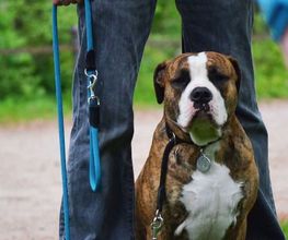 Hundeschule Wauschlau - Einzeltraining Volle Konzentration auf dich und deinen Vierbeiner! Im geschützten Umfeld des Privatunterrichts stärkt die Hundeschule Wauschlau Schritt für Schritt Sicherheit und Bindung zwischen Halter und Hund.