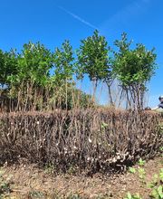 Sos Elagage image 13