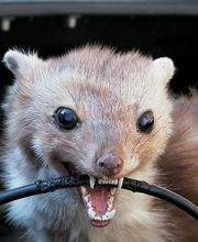 BioS Schädlingsbekämpfung e.K. Bild 2